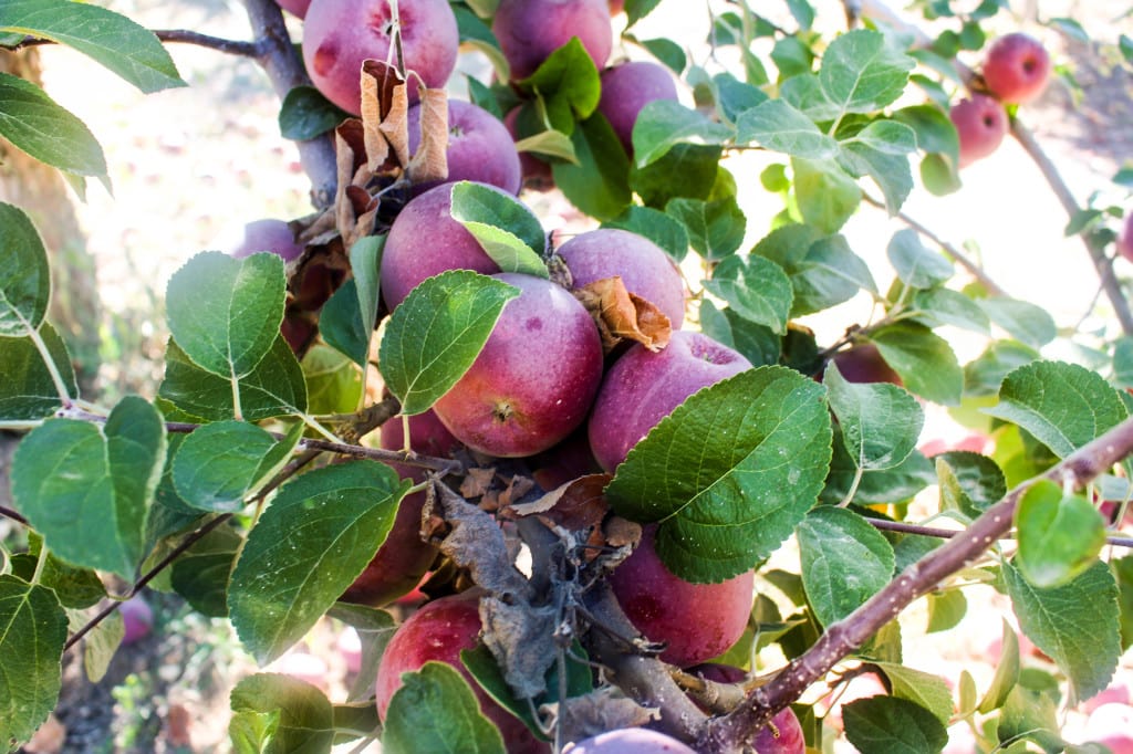 Green Bluff Apple Pickin' | Catching Seeds