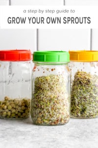A step by step guide to grow your own sprouts.